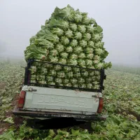 کاهوسبزمغردارموجود