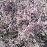 فروش اسکلت چادر