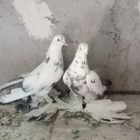 کفتر  الوان