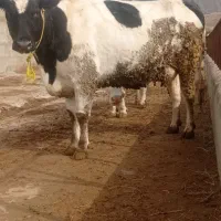 گاو هلشتاین