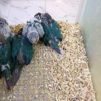 جوجه گرین چیک