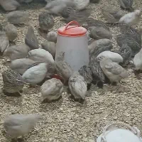 بلدرچین ۵۰روزه گوشتی و تخم گزار