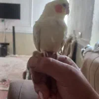 پرنده