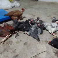 جوجه چهل وپنج روزه|حیوانات مزرعه|بهبهان, |دیوار