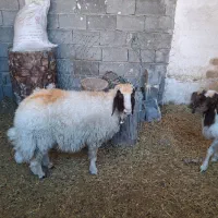 کاور ورن سنجابی