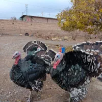 بوقلمون های ناز