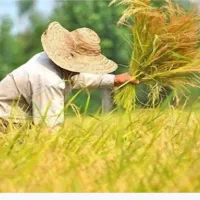 برنج اصل کامفیروزی به شرط پخت|خوردنی و آشامیدنی|صدرا-فارس, فاز ۲|دیوار