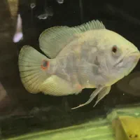 معاوضه ماهی با ماهی|ماهی|شیراز, دروازه اصفهان|دیوار