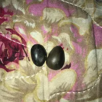 مهره هبهاب اصل