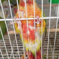 جوجه گرینچیک سرلاکی و دونخور