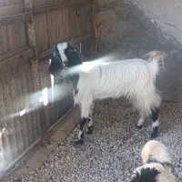 بز دورگ پاکستانی|حیوانات مزرعه|وحدتیه, |دیوار