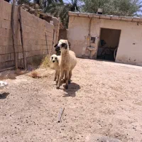 گوسفند مطفل