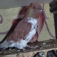 کبوتر غریب|پرنده|قرق, |دیوار