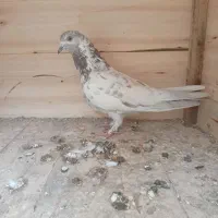 یک جفت کبوتر