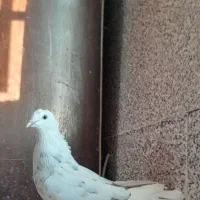 کفتر قلمکار