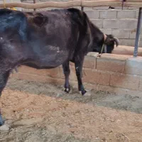 گاو هفت ماه آبستن