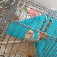 یک جفت کوتوله مولد