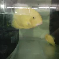 سورم جفت کار داده