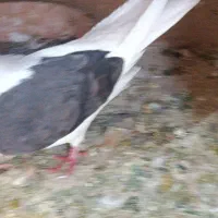 کفتر دوشان دوکت|پرنده|بیستون, |دیوار