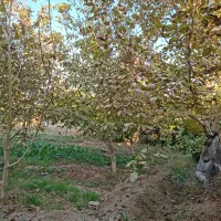 اجاره باغ در طبیعت بکر