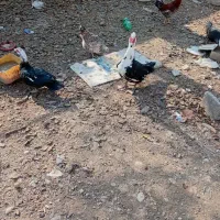 اردک اسرائیلی تخم گذار به همراه مرغ  وخروس گلین