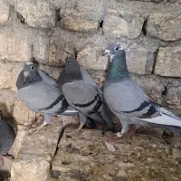 کبوتر پلاکی