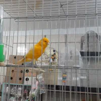 قناری و سایر پرندگان