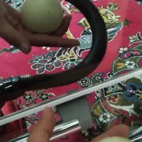 سنگ الماس|جواهرات|بجنورد, |دیوار