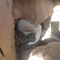 عسل طبیعی (زنبور ریز)