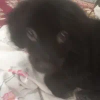 سگ پاکوتاه|سگ|چترود, |دیوار