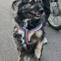 سگ حیوانات|سگ|قم, ولیعصر|دیوار