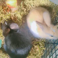 خرگوش|موش و خرگوش|کهنوج, |دیوار