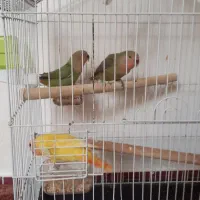 طوطی برزیلی کوتوله عروس هلندی