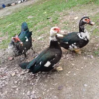 اردک روسی|پرنده|ماسال, |دیوار