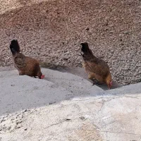 مرغ محلی اصل|حیوانات مزرعه|لامرد, |دیوار