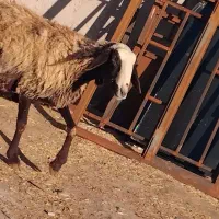 یک راس میش شالی آبستن