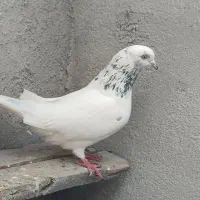 کبوتر سپه نر