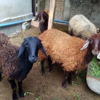 دو بره ماده جنس