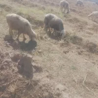 میش