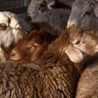 گوسفند چشم زخم رفع بلا