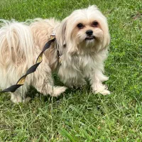 سگ نژاد مالتیز