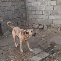 توله ماده کرد ۷ ماهه|سگ|تویسرکان, |دیوار