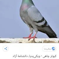 یک.جفت.کبوترلوت.