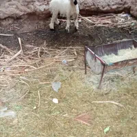 سه میش نری خورده اند و یک میش و بره ب فروش میرسد|حیوانات مزرعه|فهرج, |دیوار