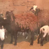 تعداد۴راس بره نر چاق