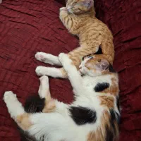 دونا بچه گربه ۴ماهه