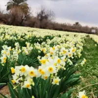 منزلی-دو-طبقه-در-شیخ-علی-کوچه-57-طبقه-بالا