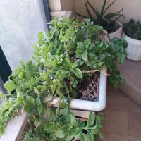انواع گل طبیعی پتوس گندمی الوراسانسوریاوکاکتوس|گل و گیاه طبیعی|تهران, خرمشهر|دیوار