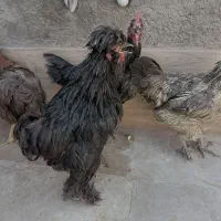 خروس و مرغ