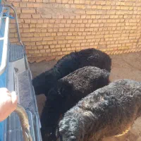 فروش سه عدد بره ته کم سن و سال تخمی|حیوانات مزرعه|خانمیرزا, |دیوار